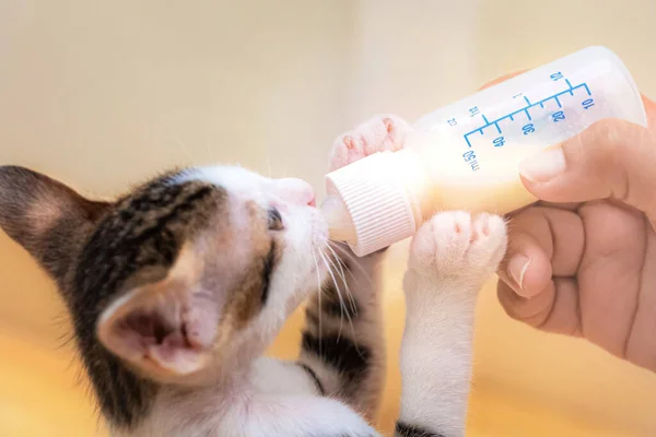 用奶瓶喂猫 人工喂养 — 图库照片