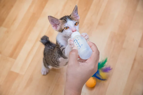 用奶瓶喂猫 人工喂养 — 图库照片