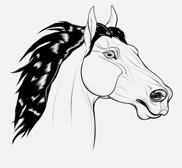 Linear Portrait Horse Long Mane Stallion Pricked Its Ears Stared — Stock Vector