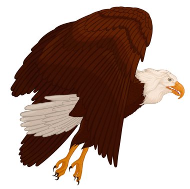 Kel kartal uçar. Yükselen yırtıcı kuş kanatlarını çırpar ve havada süzülerek gökyüzüne çıkar. Bir avcı şahinin renkli vektör çizimi.