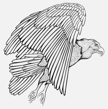 Kartal uçar. Yükselen yırtıcı kuş kanatlarını çırpar ve havada süzülerek gökyüzüne çıkar. Bir avcı şahinin doğrusal vektör çizimi.