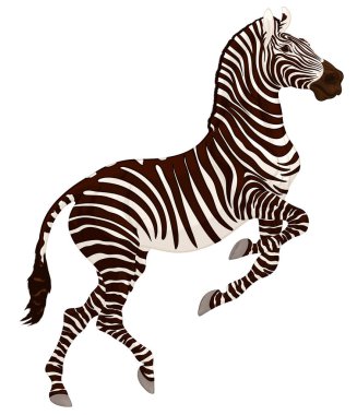 Zebra şaha kalktı ve tek ayak üzerinde duruyor. Zıplayan çizgili aygır kulaklarına iğne batırdı ve genişlemiş burun delikleriyle dik dik baktı. Afrika Vahşi Yaşam Turizmi Amblemi.
