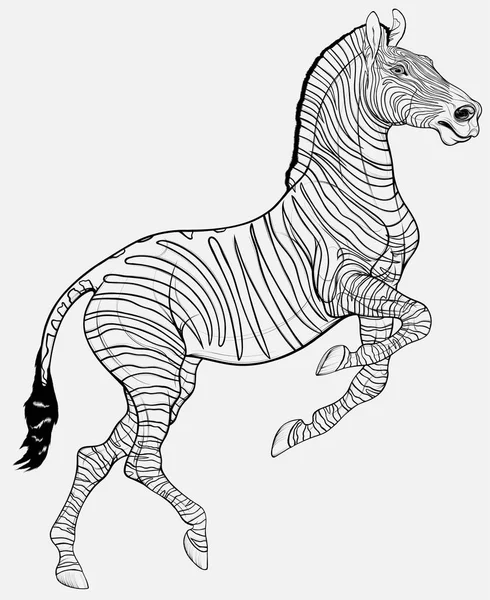 黑白相间的直线斑马长成一条腿站立 大摇大摆的条纹马竖起耳朵 用扩张的鼻孔凝视着前方 非洲野生动物旅游的标志 — 图库矢量图片