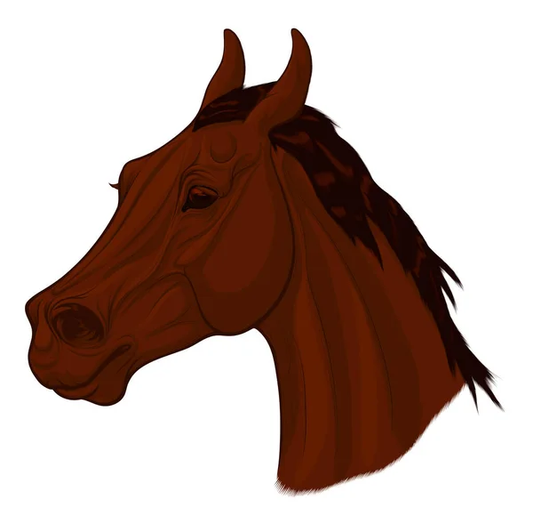 Portrét Běžícího Jeleního Koně Ohnutýma Ušima Obrázek Mladého Hřebce Vektorové — Stockový vektor