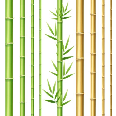 Gerçekçi 3d detaylı bambu sürgünleri küme. Vektör