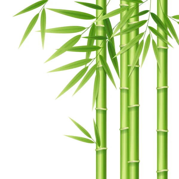 Realistic 3d Detailed Bamboo Shoots. Vector — Stock Vector
