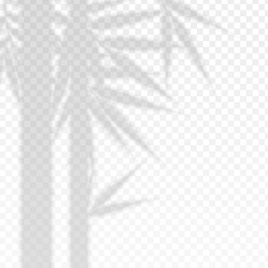 Bambu Dalları Saydam Gölge Üstüste Efekt Yaprakları. Vektör