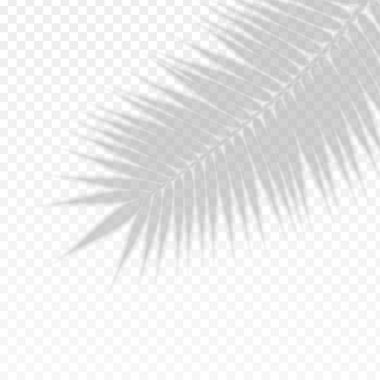 Palm Branch Yaprak Kaplama Efekti Şeffaf Gölgesi. Vektör