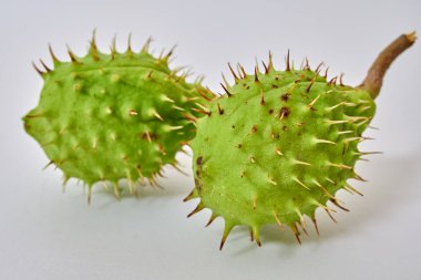 Kabuklu kestane beyaz arkaplanda sergilenir