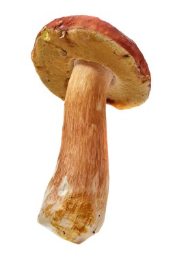 büyük boletus mantarı beyaz zemin üzerine izole kapatmak