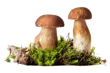 Boletus Edulis beyaz arka planda izole edildi. Boletus. Mantar ve yosun. Beyaz arka planda Boletus. Beyaz arkaplanda izole