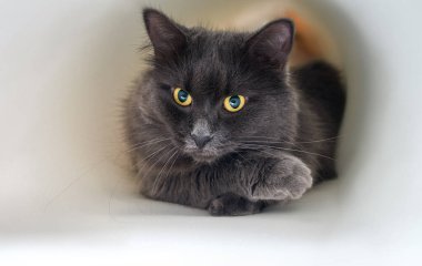 Gri kedi yalan söylüyor. Saklanan bir kedinin yakın portresi. Güzel bir nebelung kedisi.