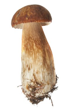 Beyaz arka planda izole edilmiş genç beyaz mantar. Yakın plan.