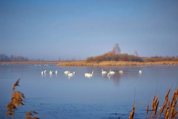 In winter, beautiful swans swim on the ice-free lake. Place of wintering swans, Belarus. Against the background of winter trees..
