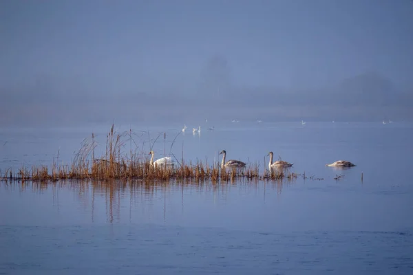 In winter, beautiful swans swim ice-free lake. The wintering grounds.