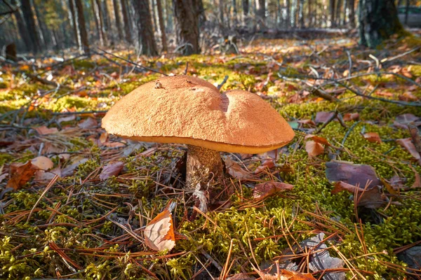 Ormanda Mantar Orange Cap Boletus Ormanda Kavak Mantarı Avrupa Ormanlarında — Stok fotoğraf