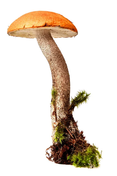Beautiful Mushrooms Aspen Mushrooms Moss Isolated White Background Royalty Free Stock Photos