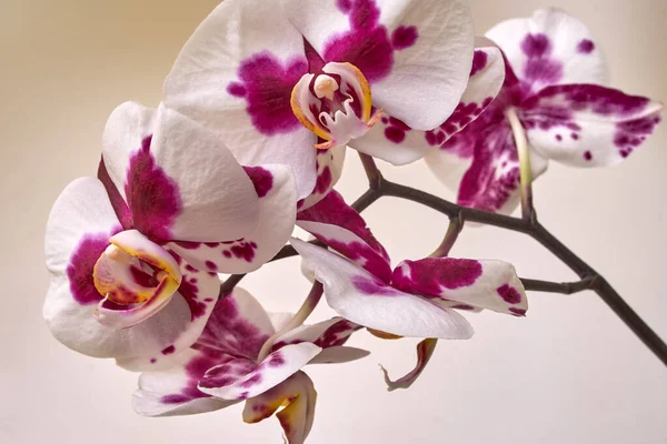 Branch Orchid Flowers White Background Pink Purple White Phalaenopsis Orchid — Stock Photo, Image