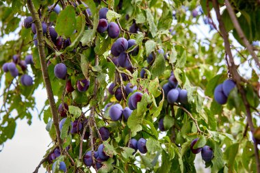Organik bir bahçedeki meyve ağacında olgun erikler. Meyve bahçesi. Seçici odak noktası.