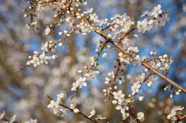 Erik tomurcukları ve mavi gökyüzünün arka planı, ilkbaharda beyaz çiçekler. Seçici odak noktası.