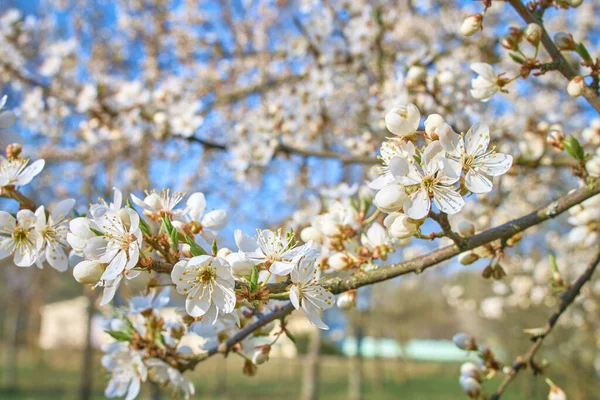 A branch of plum blossoms, white flowers in spring, the plum tree in bloom.Selective focus