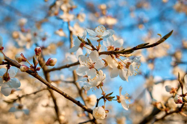 Gałęzie Kwiatów Śliwki Białe Kwiaty Wiosną Zakwitające Śliwki — Zdjęcie stockowe