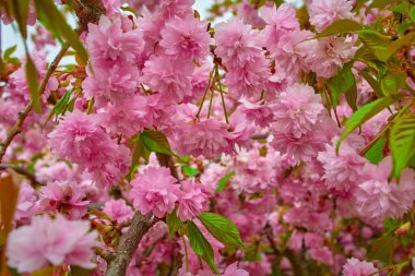 Sakura Çiçeği veya Kiraz Çiçeği. Kiraz ağaçlarının dallarında çiçek açan birçok pembe çiçek. Botanik bahçesi konsepti..