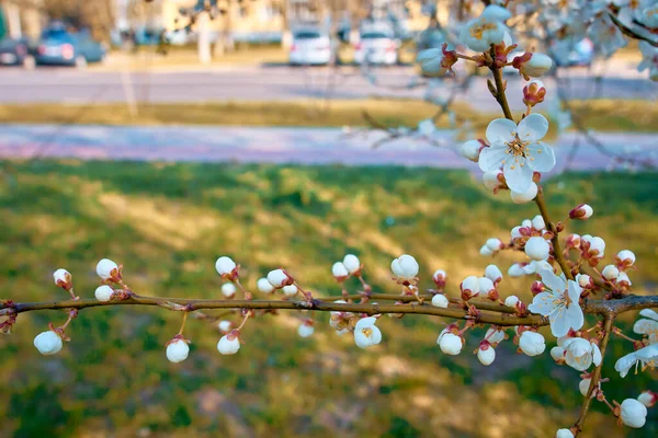 Ramos Flores Ameixa Contra Fundo Rua Iluminada Pelo Sol Flores — Fotografia de Stock