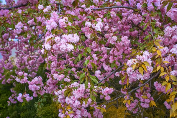 Rosa Blommor Grenarna Japanska Sakura Blommade Ovan Rskt Grã Grã — Stockfoto
