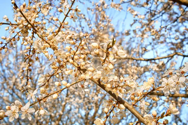 Gałęzie Śliwki Kwitną Słoneczny Dzień Białe Kwiaty Wiosną Zakwita Śliwka — Zdjęcie stockowe