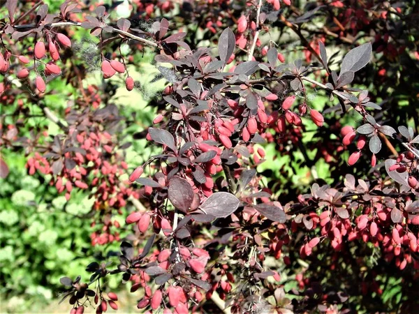 Barberry, a beautiful decorative shrub.