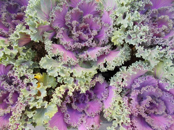 Çiçek yatakları ve indirimler için bahçeler için süslü lahana..