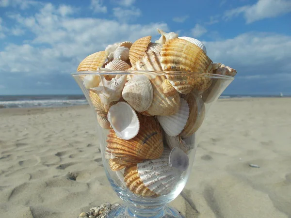 A day at the beach, a set of seashells in a glass goblet.