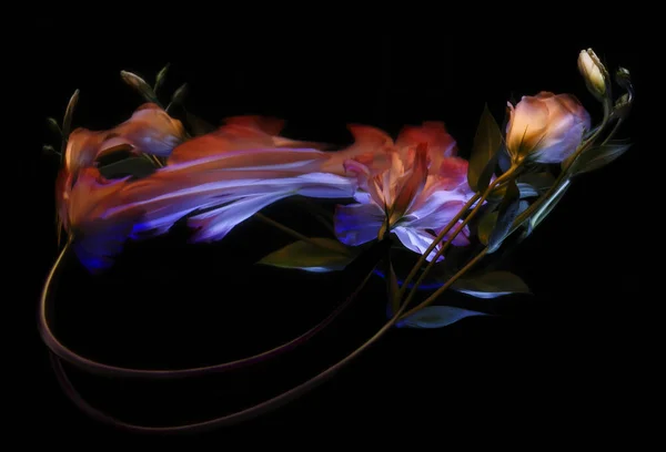 Eustomie Fleur Avec Une Tige Leur Reflet Dans Miroir Tordu — Photo