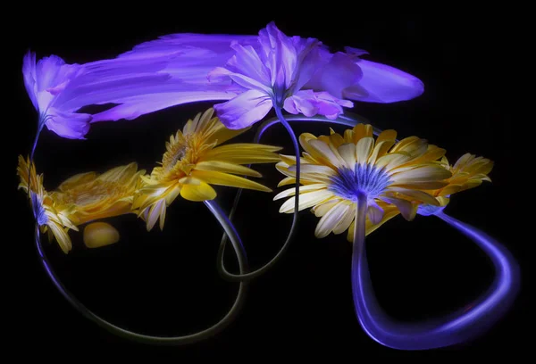 Eustoma Gerbera Çiçekleri Sapları Çarpık Aynadaki Yansımaları — Stok fotoğraf