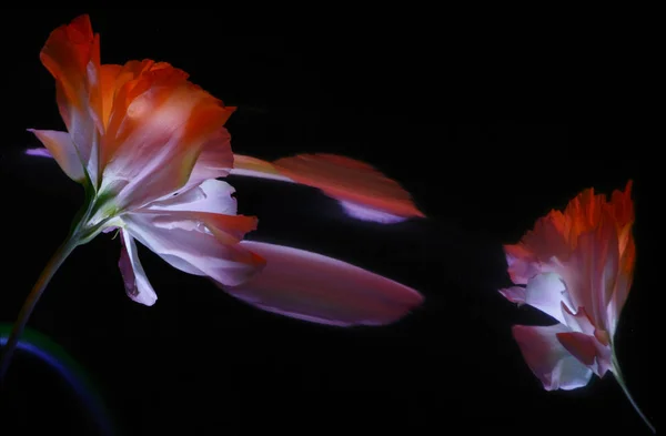 Квітка Еустоми Стеблом Відображенням Кривому Дзеркалі — стокове фото