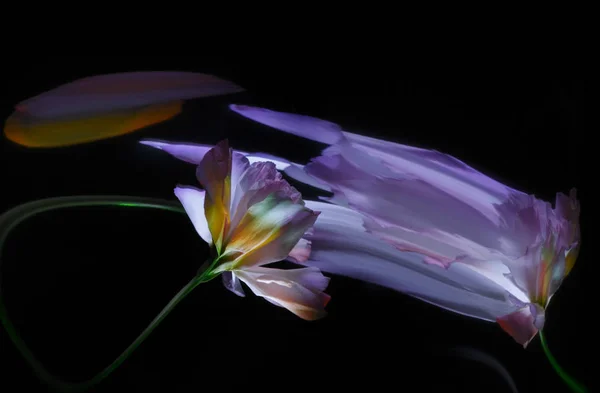 Eustoma Květina Stopkou Jejich Odraz Křivém Zrcadle — Stock fotografie