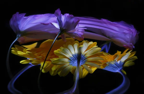 Eustoma Gerbera Çiçekleri Sapları Çarpık Aynadaki Yansımaları — Stok fotoğraf
