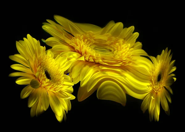 Fleur Gerbera Jaune Ses Reflets Dans Miroir Tordu Sur Fond — Photo