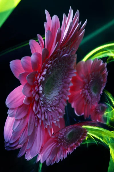 Lilac Gerbera Květ Jeho Odrazy Povrchu Zrcadlové Koule Stejně Jako — Stock fotografie
