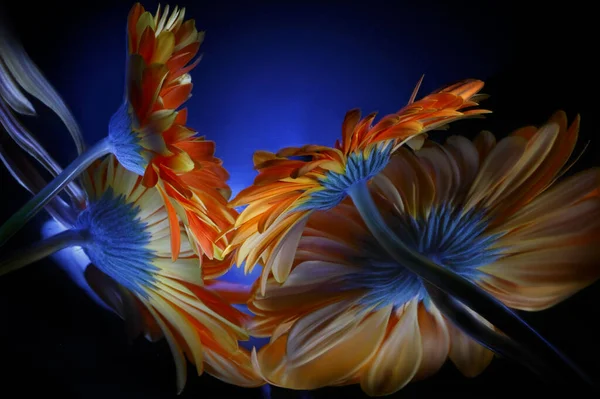 Turuncu Gerbera Çiçeği Çarpık Aynadaki Yansımaları Arka Planda Renkli Bir — Stok fotoğraf