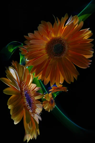 Два Оранжевых Цветка Герберы Отражения Поверхности Зеркального Шара Импровизация Зеленым — стоковое фото