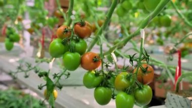 Seradaki bir dala asılı taze domatesler. Yeşil ve kırmızı domatesler olgunlaşıyor. Sanayi sebze üretimi. Modern tarım. Tarım sektörü