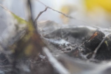 bakteria, küf, mantar