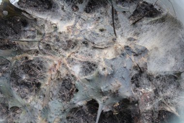 bakteria, küf, mantar