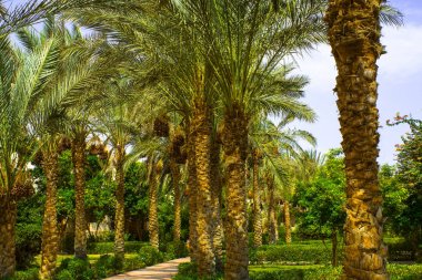 Palmiye ağaçları sokaktan için Mısır, Afrika otelleri