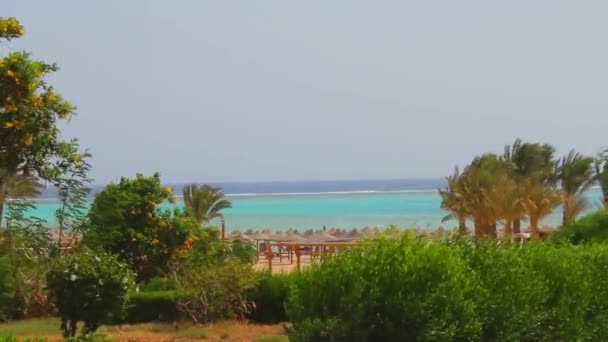 Аллея Красного моря от пальм до отелей в Египте, Африке — стоковое видео