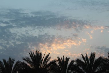 Palmiye ağaçları sokaktan için Mısır, Afrika otelleri