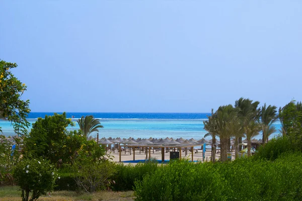 Beco de palmeiras para hotéis no Egito, África — Fotografia de Stock