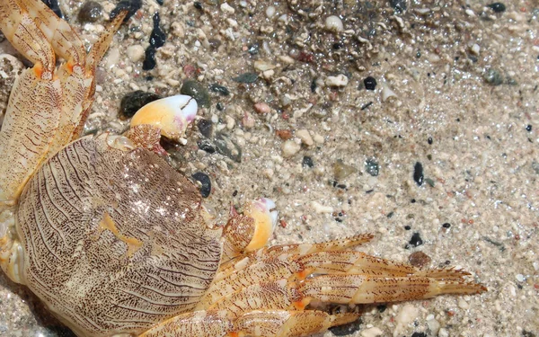 Nahaufnahme einer roten Meereskrabbe — Stockfoto